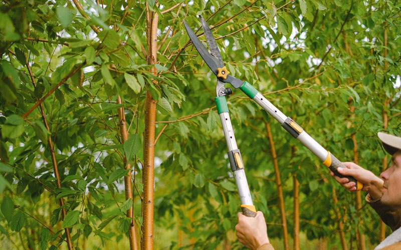 Tree trimming in Portage, IN